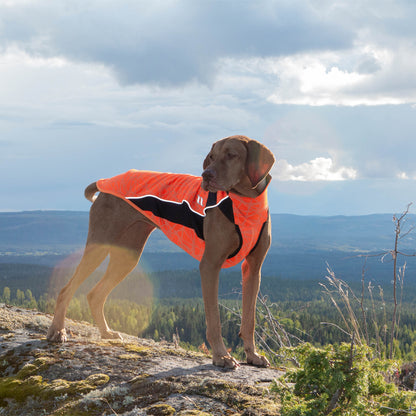 Eddie suéter para perro Back on Track