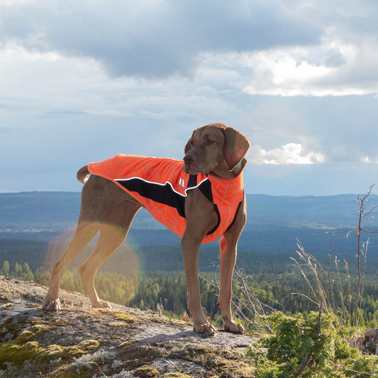 Eddie suéter para perro Back on Track