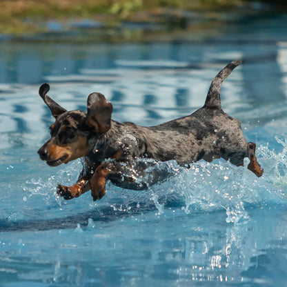 Canine Cortaflex® Cuidado de las articulaciones del perro de trabajo